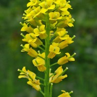 Winter Cress-Barbarea Vulgaris