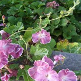 Zorele-Ipomoea Chocolate Beauty