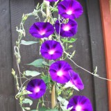 Zorele-Ipomoea Kniola's Black
