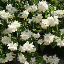  Iasomie Philadelphus Belle Etoile