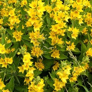 Lysimachia punctata