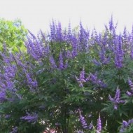 Mielareaua-Vitex agnus castus
