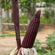 ﻿Porumb Purple Corn