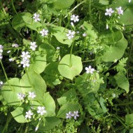 Salata minerului-Claytonia Perfoliata