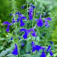 Salvia Patens
