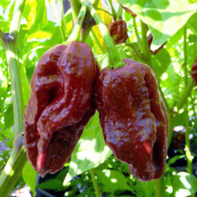 Ardei iute 7 Pot Douglah Chocolate