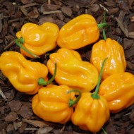 Ardei iute Scotch Bonnet Trinidad Yellow