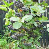 Aronia melanocarpa nero de 2 ani