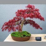 Artar japonez-Acer palmatum atropurpurea
