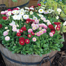 Banutei-Bellis Perennis Pomponette mix