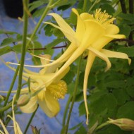 Caldarusa-Aquilegia Chrysantha Yellow Queen