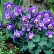 Caldarusa-Aquilegia Flabellata Mini Star