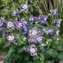 Caldarusa-Aquilegia Spring Magic Blue and White