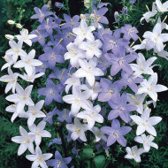 Campanula Pyramidalis mix