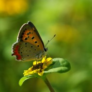 Carciumareasa Taratoare-Sanvitalia Procumbens
