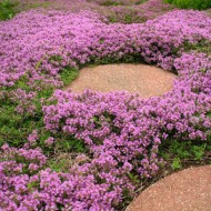 Cimbrisorul-Thymus pulegioides Foxley