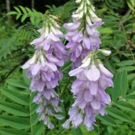 Ciumărea-Galega officinalis