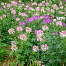 Cleome Spinosa