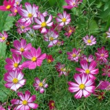 Cosmos bipinnatus Sensation Picotee 