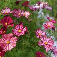 Cosmos bipinnatus Velouette