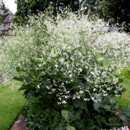 Crambe Cordifolia