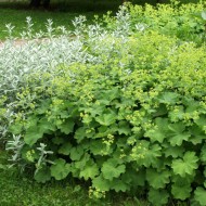 Creţişoara-Alchemilla Vulgaris