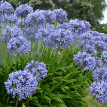 Crin African-Agapanthus Blue