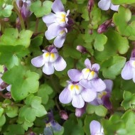 Cymbalaria Muralis-Kenilworth Iedera