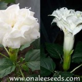 Datura metel Double White