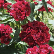 Dianthus barbatus-Garoafa turceasca Black Magic