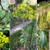 Drobusor-Isatis Tinctoria