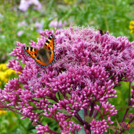 Eupatorium Maculatum Atropurpureum