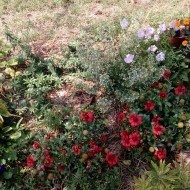 Gaillardia Aristata Arizona Red
