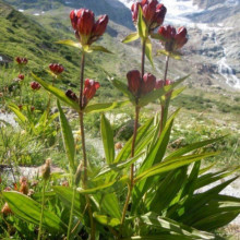 Gentiana Purpurea