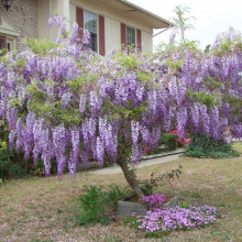 Glicina mov-Wisteria floribunda