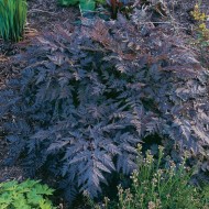 Hasmatuchi purple-Anthriscus Sylvestris RavensWing
