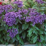 Heliotropium arborescens-Vanilia