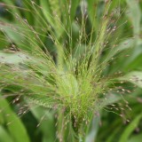 Iarba decorativa Agrostis nebulosa