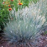 Iarba decorativa Festuca glauca