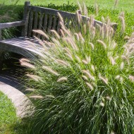 Iarba decorativa-Pennisetum alopecuroides hameln
