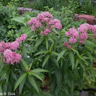 Iarba fluturilor-Asclepias incarnata