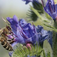  Iarba Sarpelui-Echium vulgare