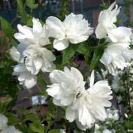 Iasomie batuta-Philadelphus Snowbelle