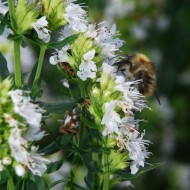 Isop alb-Hyssopus officinalis