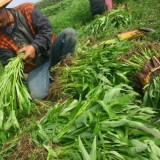 Kangkong -Spanac chinezesc