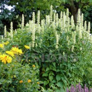 Korean mint-Agastache rugosa alba