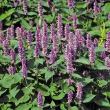 Korean mint-Agastache rugosa purple