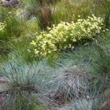 Limnanthes douglasii