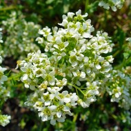 Lingureaua-Cochlearia officinalis