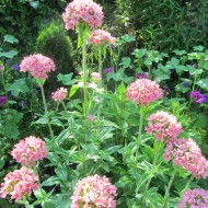 ﻿Lychnis chalcedonica Carnea-roz